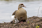 Egyptian geese