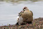 Egyptian geese
