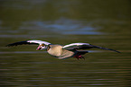 Egyptian goose
