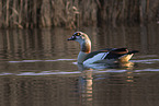Egyptian goose