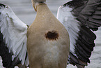 Egyptian goose