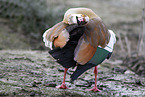 Egyptian goose