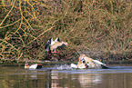 Egyptian geese