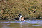 Egyptian geese