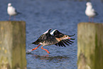 Egyptian goose