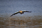 Egyptian goose