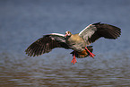 Egyptian goose