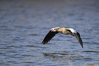 Egyptian goose