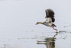 Egyptian goose