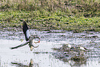 Egyptian goose