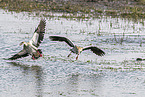 Egyptian goose
