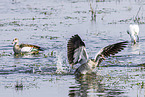 Egyptian goose