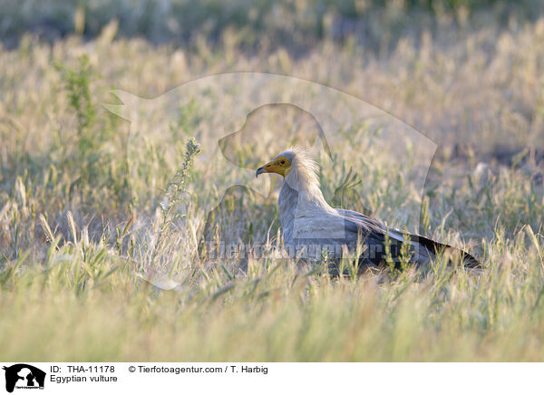 Schmutzgeier / Egyptian vulture / THA-11178