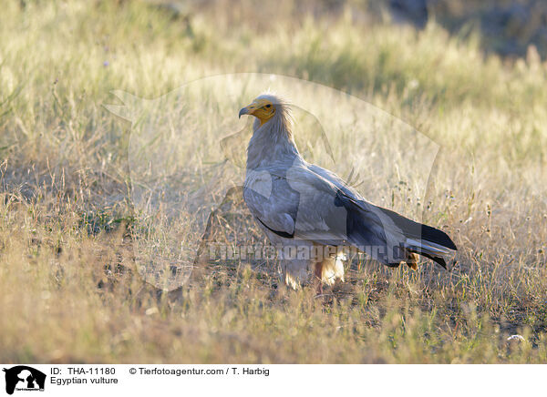 Schmutzgeier / Egyptian vulture / THA-11180