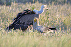Egyptian vulture and Eurasian griffo