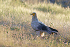 Egyptian vulture