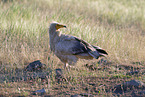Egyptian vulture