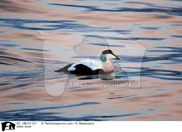 eider duck / HB-01121