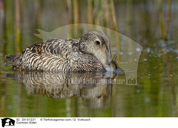 Common Eider / DV-01231