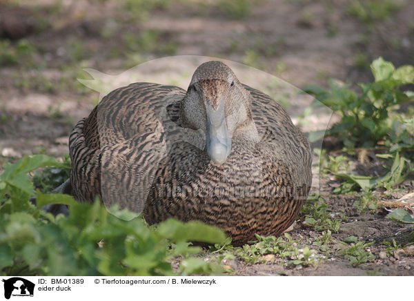 Eiderente / eider duck / BM-01389