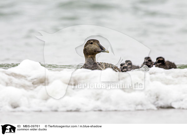 Eiderenten / common eider ducks / MBS-09761