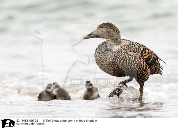 Eiderenten / common eider ducks / MBS-09762