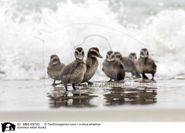 Eiderenten / common eider ducks / MBS-09763