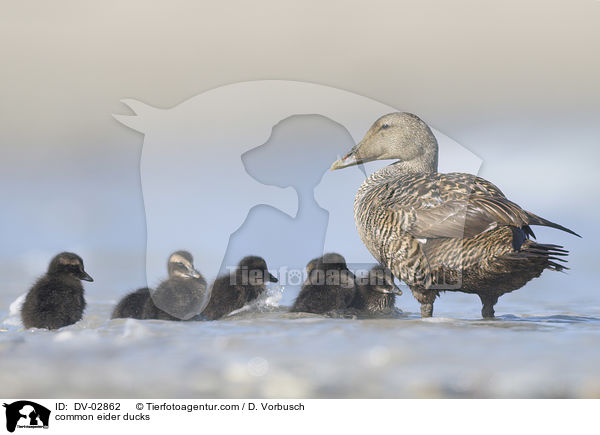 Eiderenten / common eider ducks / DV-02862