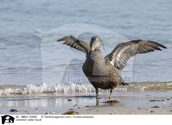Eiderente / common eider duck / MBS-10989