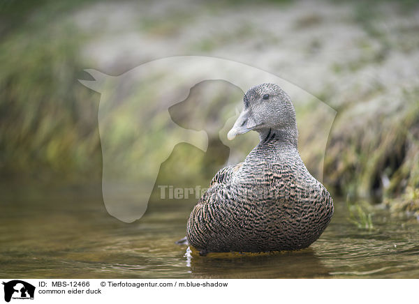 Eiderente / common eider duck / MBS-12466