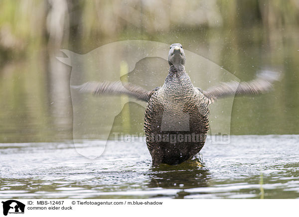 Eiderente / common eider duck / MBS-12467