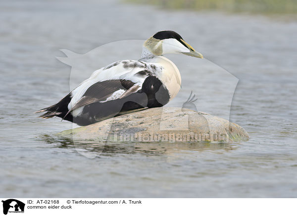 Eiderente / common eider duck / AT-02168