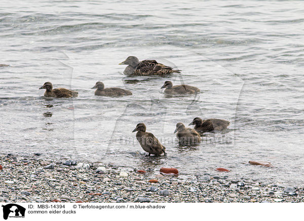 Eiderenten / common eider ducks / MBS-14394