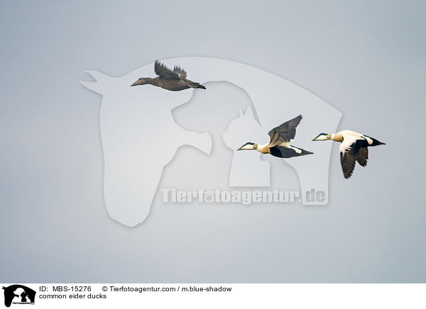 Eiderenten / common eider ducks / MBS-15276