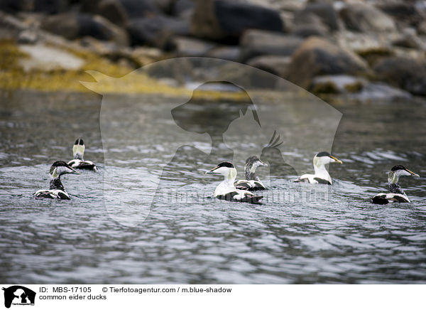 Eiderenten / common eider ducks / MBS-17105