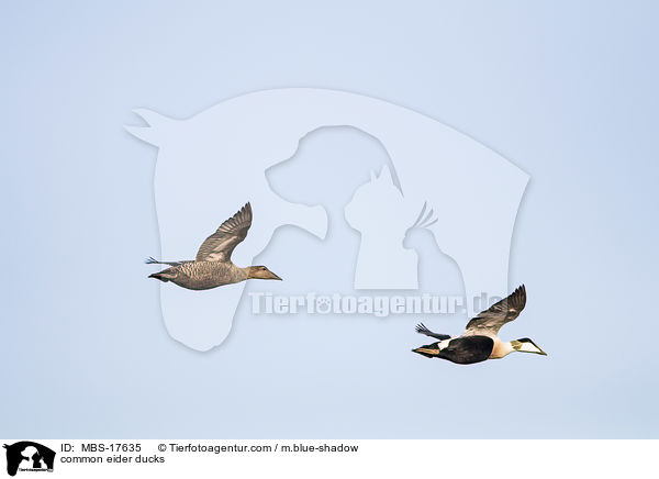 Eiderenten / common eider ducks / MBS-17635