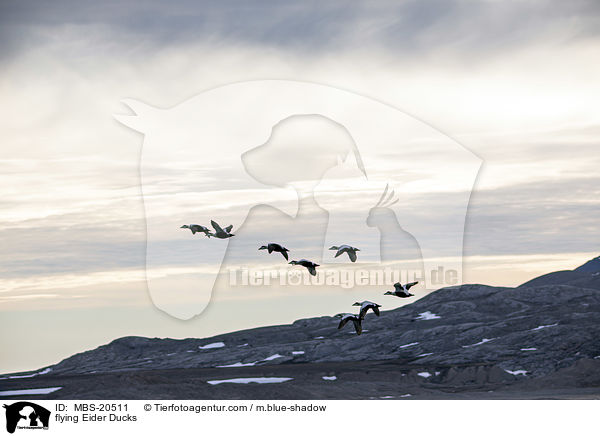 fliegende Eiderenten / flying Eider Ducks / MBS-20511