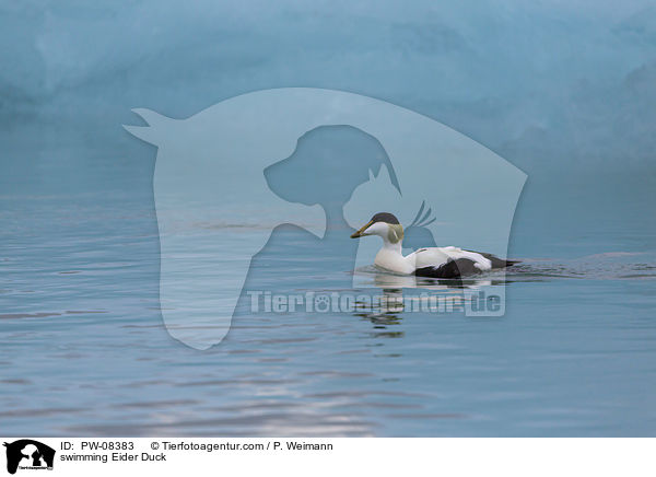 schwimmende Eiderente / swimming Eider Duck / PW-08383