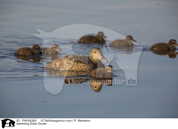 schwimmende Eiderenten / swimming Eider Ducks / PW-08385