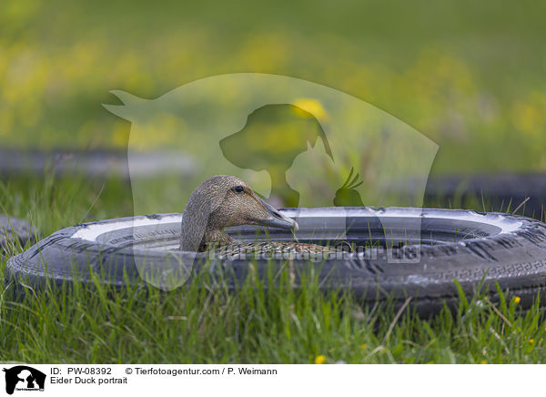 Eiderente Portrait / Eider Duck portrait / PW-08392