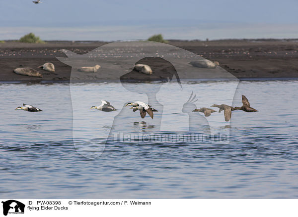 fliegende Eiderenten / flying Eider Ducks / PW-08398