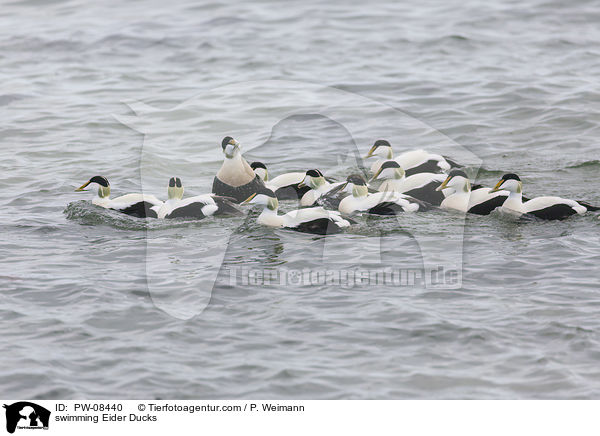 schwimmende Eiderenten / swimming Eider Ducks / PW-08440