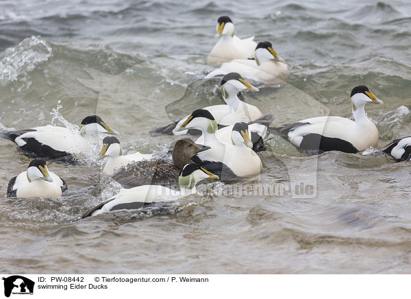 schwimmende Eiderenten / swimming Eider Ducks / PW-08442