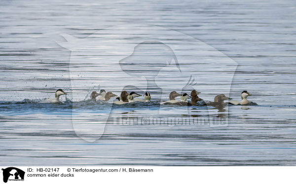 Eiderenten / common eider ducks / HB-02147