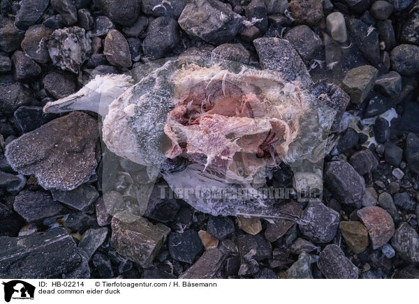 tote Eiderente / dead common eider duck / HB-02214