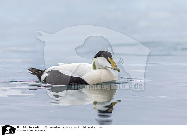 Eiderente / common eider duck / MBS-27746
