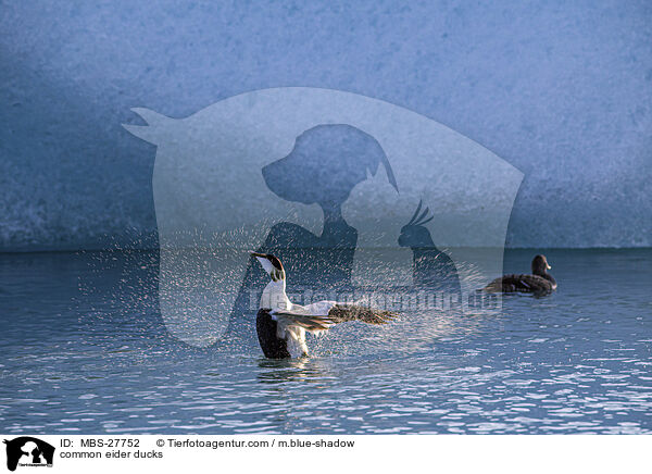 Eiderenten / common eider ducks / MBS-27752