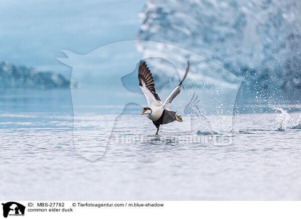 Eiderente / common eider duck / MBS-27782