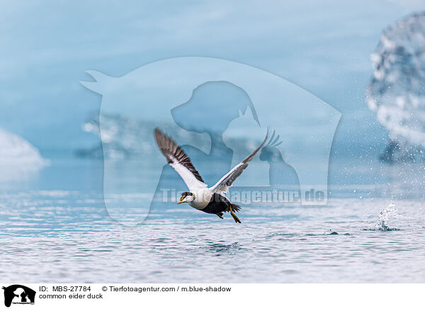 Eiderente / common eider duck / MBS-27784