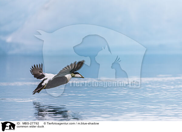 Eiderente / common eider duck / MBS-27792